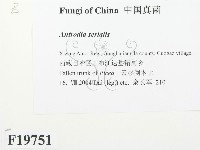 登錄號:F0019751藏品圖，第2張