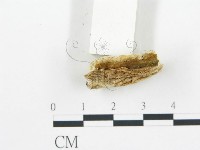 登錄號:F0019754藏品圖，第6張