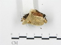 登錄號:F0019757藏品圖，第5張