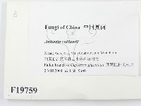 登錄號:F0019759藏品圖，第2張