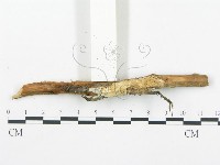 登錄號:F0019759藏品圖，第4張