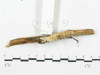 登錄號:F0019759藏品圖，第5張