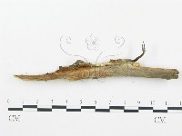 登錄號:F0019759藏品圖，第8張