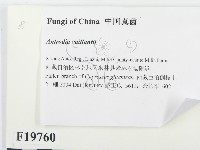 登錄號:F0019760藏品圖，第2張