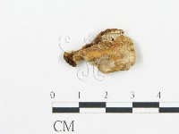 登錄號:F0019762藏品圖，第5張