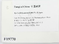 煙管菌藏品圖，第2張