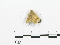 煙管菌藏品圖，第1張