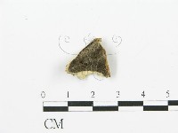 煙管菌藏品圖，第4張