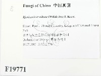 煙管菌藏品圖，第2張
