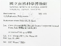 煙管菌藏品圖，第3張