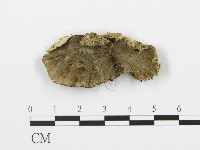 煙管菌藏品圖，第4張