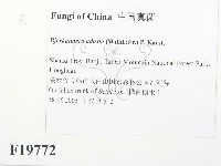 煙管菌藏品圖，第2張