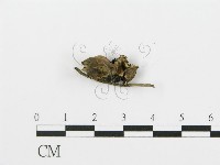 煙管菌藏品圖，第1張