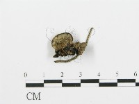 煙管菌藏品圖，第4張