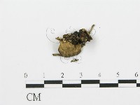 煙管菌藏品圖，第5張