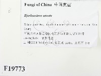 煙管菌藏品圖，第2張