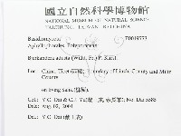 煙管菌藏品圖，第3張