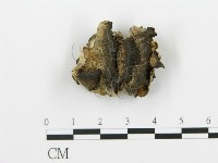 煙管菌藏品圖，第1張