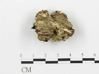 煙管菌藏品圖，第4張