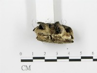 煙管菌藏品圖，第5張