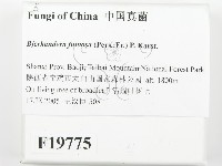 登錄號:F0019775藏品圖，第2張