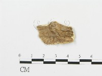 登錄號:F0019779藏品圖，第4張