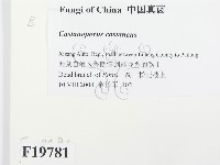 登錄號:F0019781藏品圖，第2張