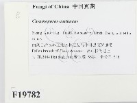 登錄號:F0019782藏品圖，第2張