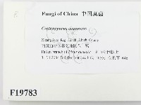 登錄號:F0019783藏品圖，第2張