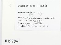 登錄號:F0019784藏品圖，第2張