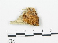 登錄號:F0019786藏品圖，第1張