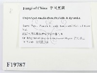 登錄號:F0019787藏品圖，第2張