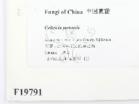 登錄號:F0019791藏品圖，第2張