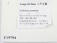 登錄號:F0019794藏品圖，第2張