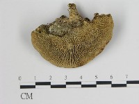登錄號:F0019797藏品圖，第4張