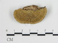 登錄號:F0019798藏品圖，第1張