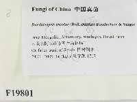 登錄號:F0019801藏品圖，第2張