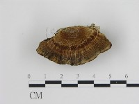 登錄號:F0019801藏品圖，第4張