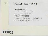 館號:F0019802藏品圖，第2張