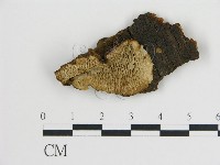 登錄號:F0019804藏品圖，第1張