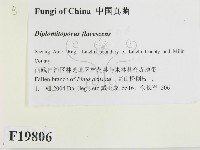 登錄號:F0019806藏品圖，第2張