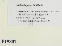 登錄號:F0019807藏品圖，第2張