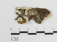 登錄號:F0019808藏品圖，第1張