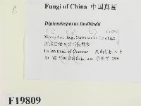 登錄號:F0019809藏品圖，第2張