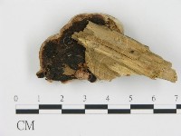 登錄號:F0019814藏品圖，第4張