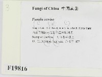 登錄號:F0019816藏品圖，第2張