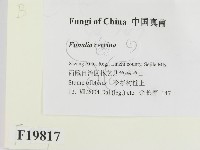 登錄號:F0019817藏品圖，第2張