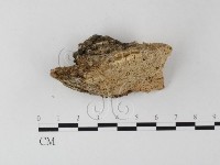 登錄號:F0019819藏品圖，第5張