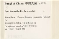 登錄號:F0019837藏品圖，第2張