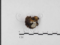 登錄號:F0019842藏品圖，第1張